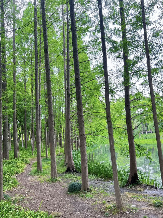 A Community Sports & Nature Hub – Minhang Sports Park, Shanghai