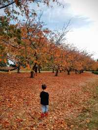 The Dandenong Ranges and the Yarra Valley - two popular destinations in Victoria