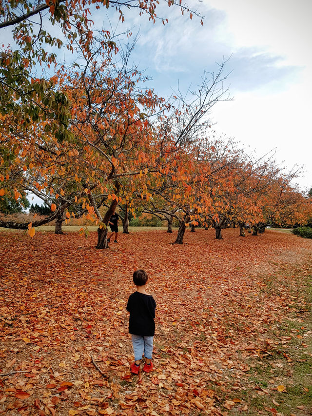 The Dandenong Ranges and the Yarra Valley - two popular destinations in Victoria