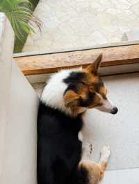 ノマドワーカー必見！🇮🇩 看板犬がいるおしゃれカフェ