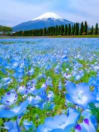 【山中湖 花の都公園で花と富士山に包まれる絶景旅🌸🗻】四季の彩りと癒しの時間を満喫✨