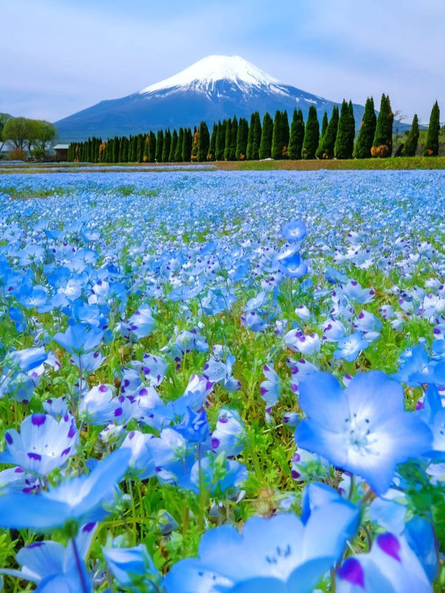 【山中湖 花の都公園で花と富士山に包まれる絶景旅🌸🗻】四季の彩りと癒しの時間を満喫✨