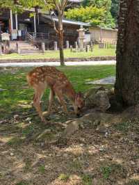 Nara park - must visit place in Japan