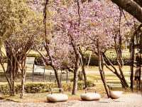 🌳🌸 Taichung Park (臺中公園) Summer Guide: A Lakeside Oasis in the City