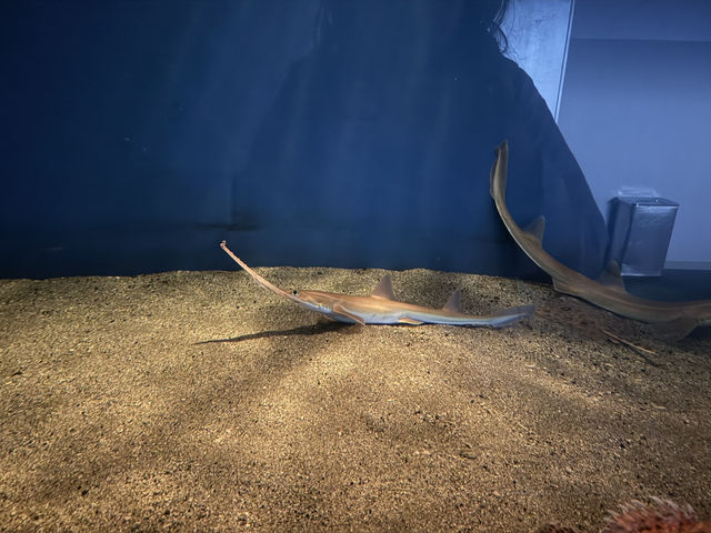 実は九州イチの大きさ！いおワールド鹿児島水族館