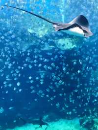 探索海底世界的美麗Xpark水族館