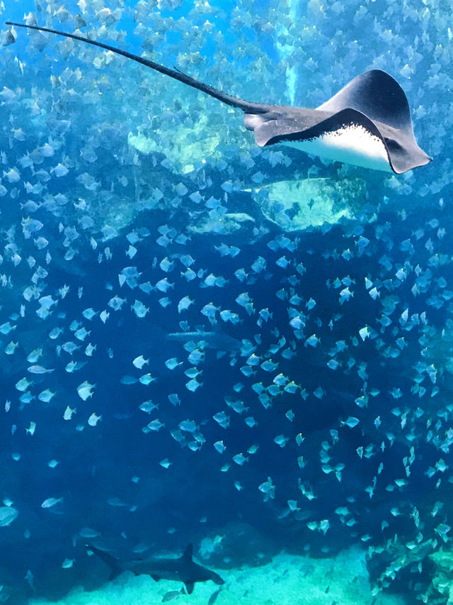 探索海底世界的美麗Xpark水族館