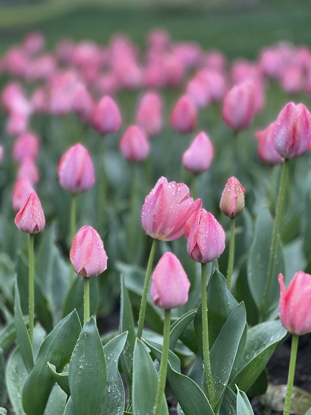 Spring at Prince Bay Park 