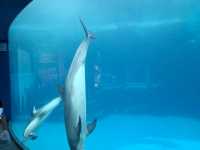 【名古屋港水族館】親子必訪行程推薦｜海豚表演、白鯨、虎鯨一次看
