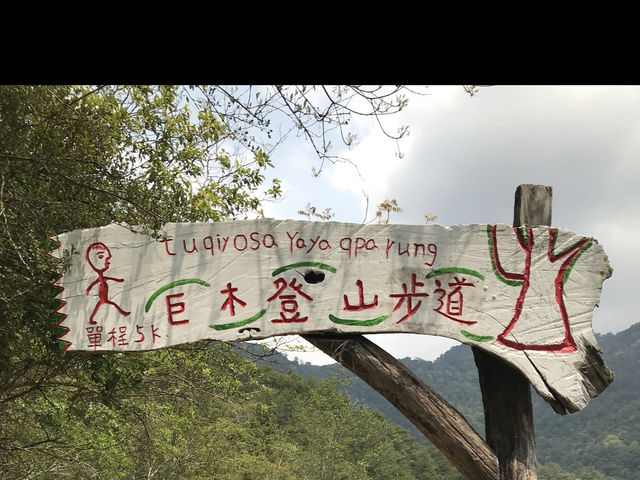 新竹｜「逃進雲端森林：夏日必訪的秘境司馬庫斯 🌲🌤️」