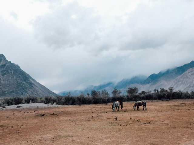 Along the way to PANGONG lake 🚌🌿❄️