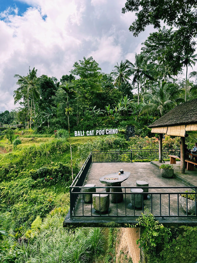 Sip & See at Bali Cat Poo Chino