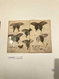 愛知県美術館「近代日本画のトップランナー竹内栖鳳」