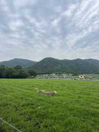 【神奈川県】入場無料の広々牧場🐮