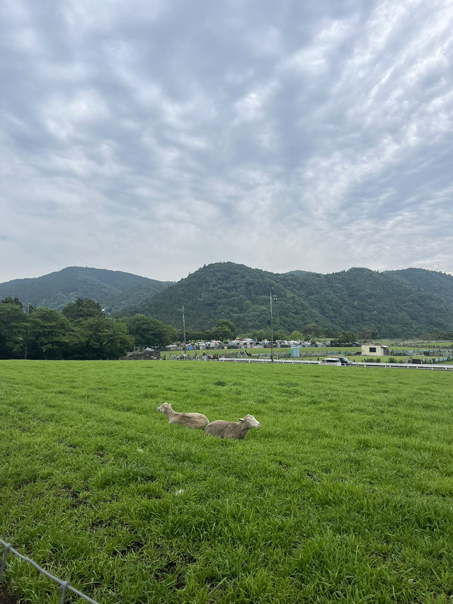 【神奈川県】入場無料の広々牧場🐮