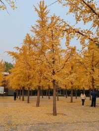 Autumn Splendor at Chaoyang Park