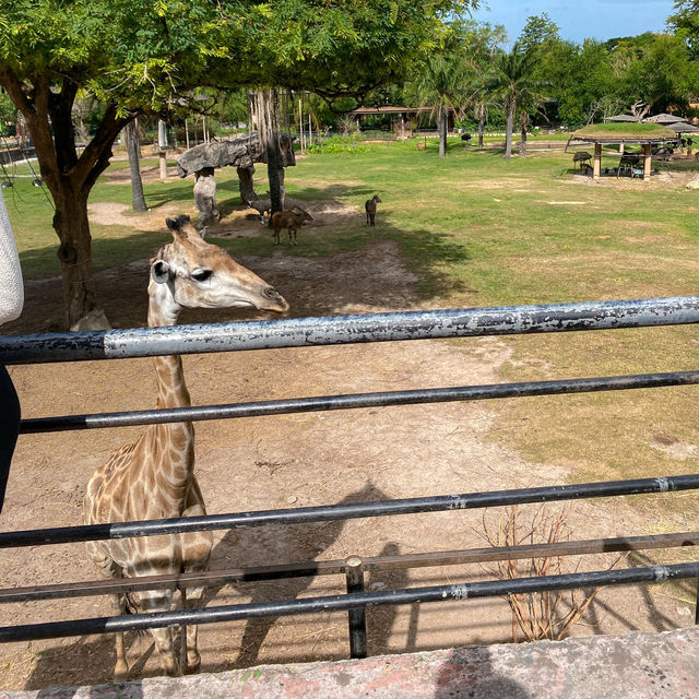 สวนสัตว์เปิดเขาเขียว @ศรีราชา 🌳🎡🦒