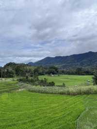 🌾 Medan’s Rice Terraces Are Nature’s Quiet Masterpiece