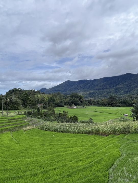 🌾 Medan’s Rice Terraces Are Nature’s Quiet Masterpiece