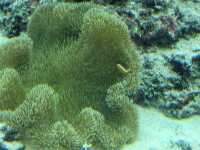 黑潮水槽震撼人心的海洋體驗/沖繩美麗海水族館