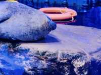 Beyond Fish: Exploring Diverse Marine Ecosystems