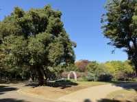 捕捉城市中的秋日金黃:代代木公園的銀杏與阿夫利拉麵饗宴