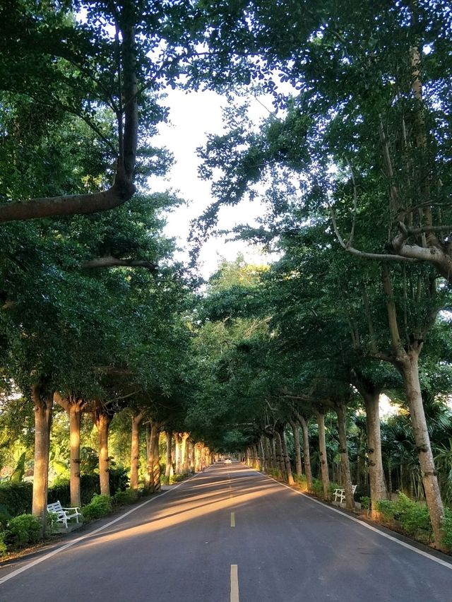 走進南台灣的綠色秘境#潮州泗林綠色隧道-屏東縣潮州鎮 走進南台灣的綠色秘境#潮州泗林綠色隧道-屏東縣潮州鎮
