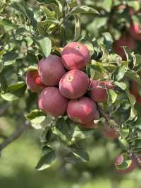 Experience exotic 4 seasons in a day in Northern Xinjiang