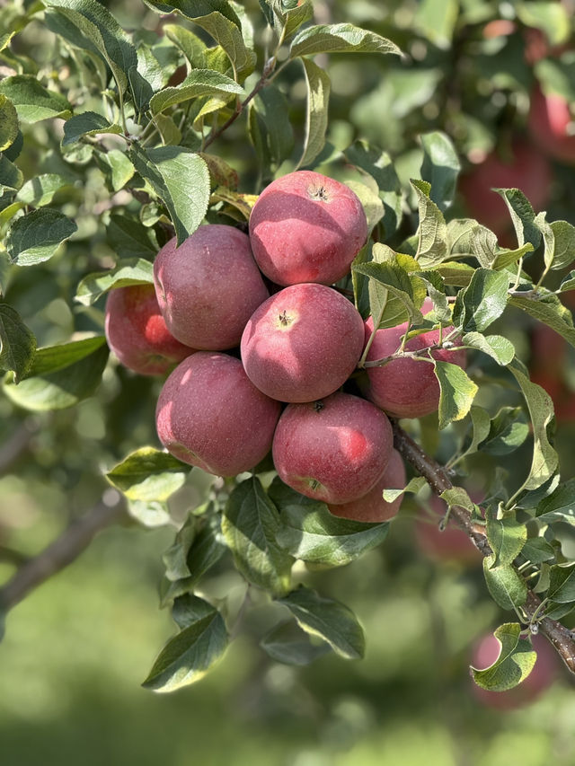 Experience exotic 4 seasons in a day in Northern Xinjiang Experience exotic 4 seasons in a day in Northern Xinjiang