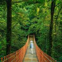 Fuyang - Hidden Mountain Gem✨  
