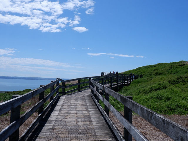 🐾 รีวิว: The Nobbies – จุดชมวิวและธรรมชาติ