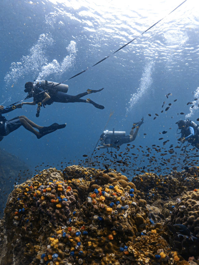 🐠 เรียนดำน้ำ Open Water ที่ Koh Tao, Thailand🇹🇭