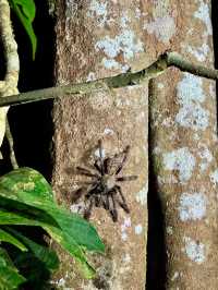 1StopBorneo Wildlife - Malaysia 