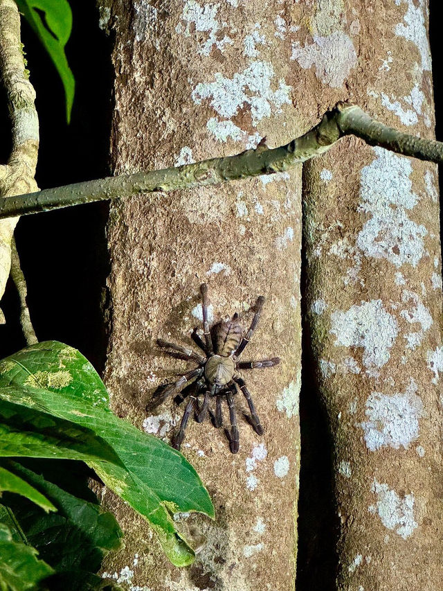 1StopBorneo Wildlife - Malaysia 