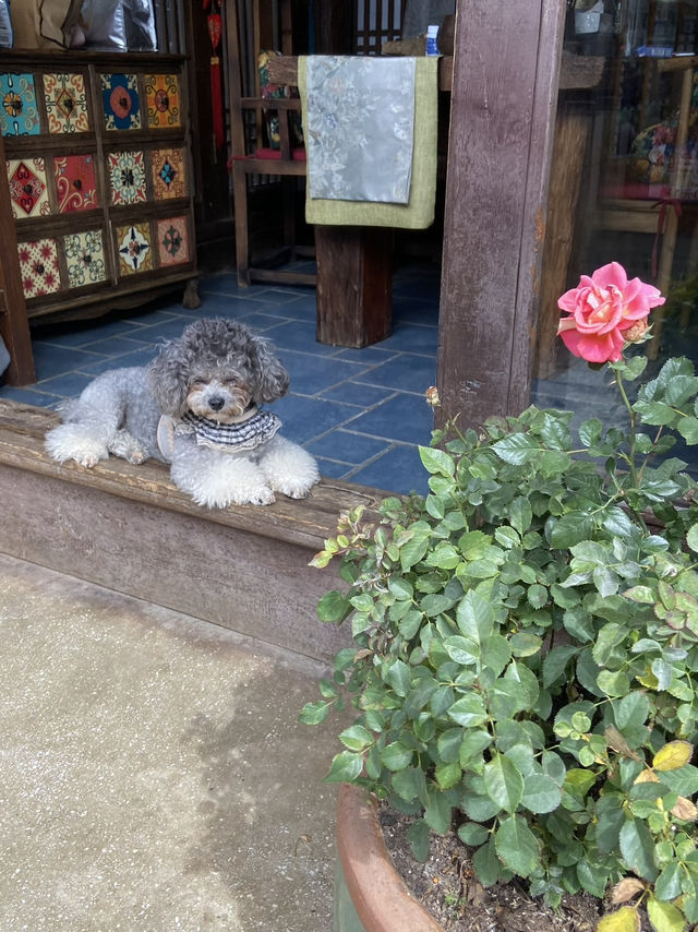 Lijiang Hidden Gem: Shuhe Ancient Town