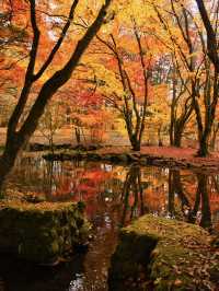 【旅行前に見て】観光攻略付‼️水鏡に映る優雅な紅葉を楽しむリゾート散策へ🍁✨ 🚶