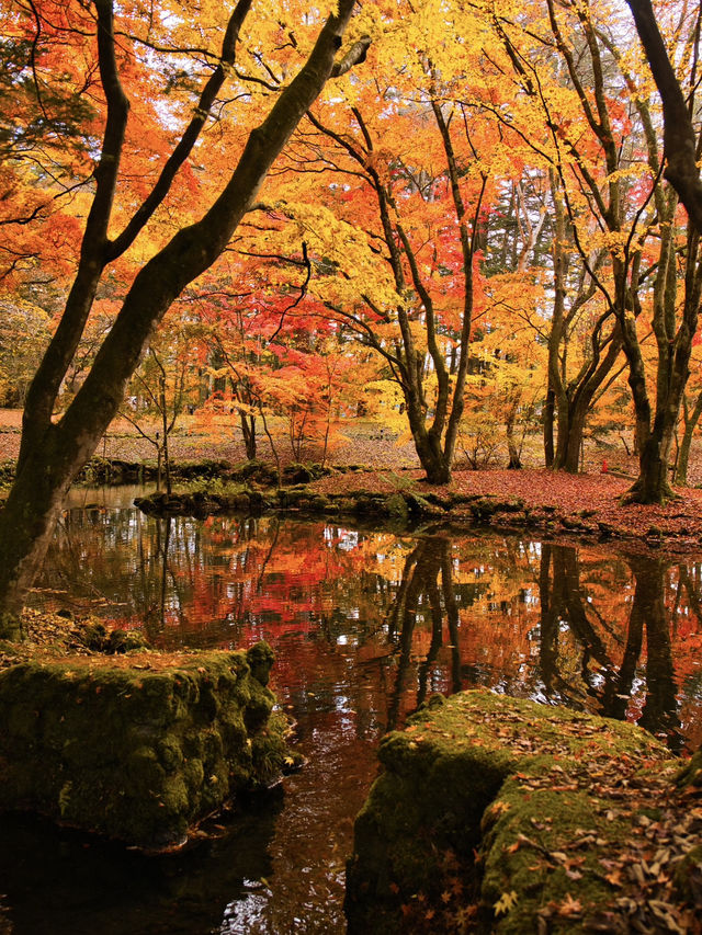 【旅行前に見て】観光攻略付‼️水鏡に映る優雅な紅葉を楽しむリゾート散策へ🍁✨ 🚶 【旅行前に見て】観光攻略付‼️水鏡に映る優雅な紅葉を楽しむリゾート散策へ🍁✨ 🚶