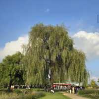 Suncheon Bay National Garden