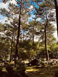  Botanical Showcase of Jeju's Diversity