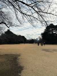 A Serene Walk at Shinjuku Gyoen 🌸