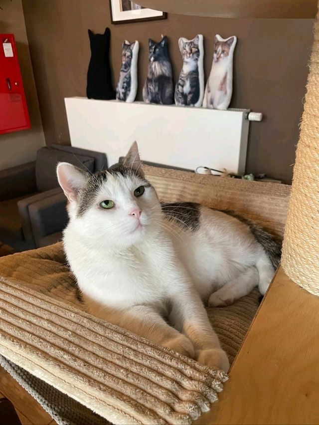 Miau Cafe | 바르샤바, 폴란드