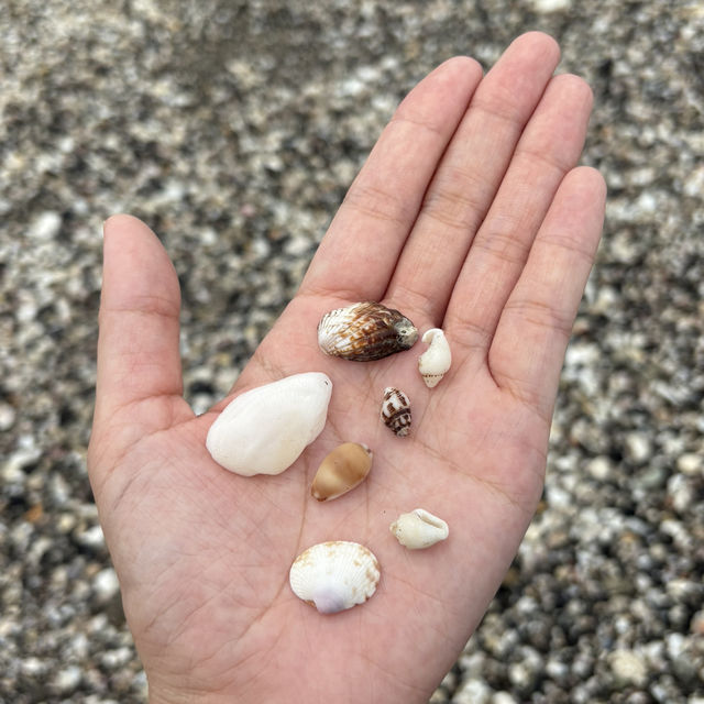【千葉/館山🇯🇵】歩いて渡れる奇跡の無人島🌊沖ノ島