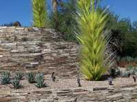 Desert Botanical Garden