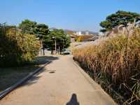 은빛 억새 가득, 수원 화서공원 가을 산책 🌾