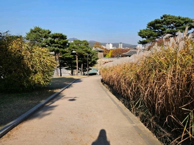 은빛 억새 가득, 수원 화서공원 가을 산책 🌾