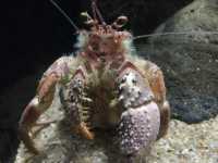 【静岡・沼津】深海の謎に迫る!「沼津港深海水族館」🐠🪸