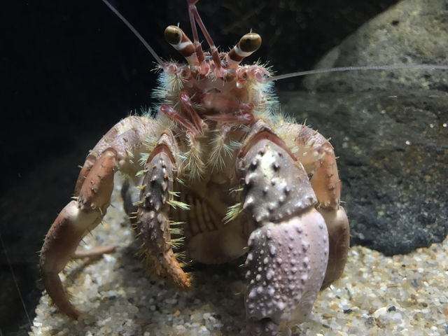 【静岡・沼津】深海の謎に迫る!「沼津港深海水族館」🐠🪸 【静岡・沼津】深海の謎に迫る!「沼津港深海水族館」🐠🪸