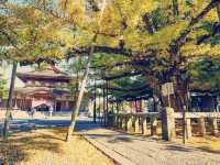 Solo in a Kyoto Secret: The Serene Tenjoji Temple