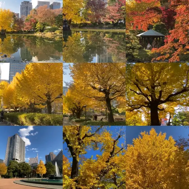 擁有500年銀杏的東京秘境！日比谷公園賞秋攻略