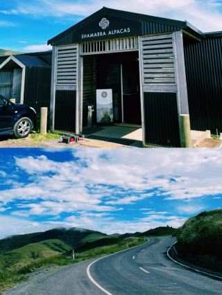 남섬의 평화, 알파카와 함께한 한 시간